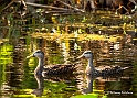 Mottled Duck_MEX6448